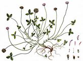 Erdbeer-Klee - Trifolium fragiferum L.