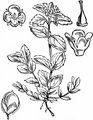 Alpen-Ehrenpreis - Veronica alpina L.