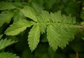 Agrimony - Agrimonia eupatoria L.