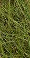 Sumpf-Straußgras - Agrostis canina L.