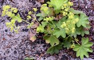 Spitzlappen-Frauenmantel - Alchemilla acutiloba Opiz