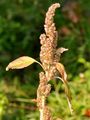 Guernsey Pigweed - Amaranthus blitum L.