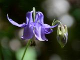 Columbine - Aquilegia vulgaris L.