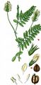 Chick-Pea Milk-Vetch - Astragalus cicer L.