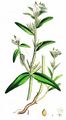 Field Gromwell - Buglossoides arvensis (L.) I. M. Johnst.