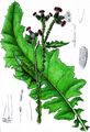 Welted Thistle - Carduus crispus L.
