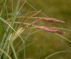 Große Grannen-Segge - Carex atherodes Spreng.