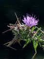 Red Star-Thistle - Centaurea calcitrapa L.