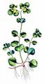 Opposite-Leaved Golden-Saxifrage - Chrysosplenium oppositifolium L.