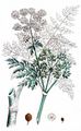 Gefleckter Schierling - Conium maculatum L.