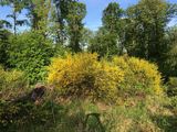 Broom - Cytisus scoparius (L.) Link