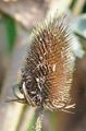 Cut-Leaved Teasel - Dipsacus laciniatus L.