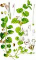 Ground-Ivy - Glechoma hederacea L. 