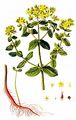 Spotted St John's-Wort - Hypericum dubium Leers