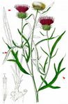 Sand-Silberscharte - Jurinea cyanoides (L.) Rchb. 