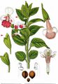 Bastard Balm - Melittis melissophyllum L.