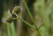 Fine-Leaved Water-Dropwort - Oenanthe aquatica (L.) Poir.