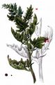 Red Goosefoot - Oxybasis rubra (L.) S. Fuentes & al.