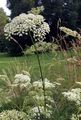Sumpf-Haarstrang - Peucedanum palustre (L.) Moench