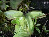 Gewöhnliches Fettkraut - Pinguicula vulgaris L.