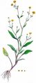 Lesser Spearwort - Ranunculus flammula L.
