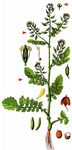 Gewöhnliche Sumpfkresse - Rorippa palustris (L.) Besser 