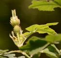 Short-Styled Field-Rose - Rosa stylosa Desv.