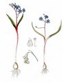 Donau-Blaustern - Scilla bifolia L.