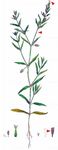 Französisches Leimkraut - Silene gallica L. 