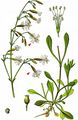Nottingham Catchfly - Silene nutans L.