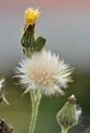 Marsh Sow-Thistle - Sonchus palustris L.