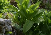 Schwarzer Germer - Veratrum nigrum L.