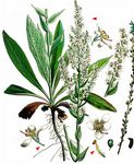 Mehlige Königskerze - Verbascum lychnitis L. 