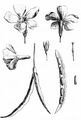 Lesser Periwinkle - Vinca minor L.
