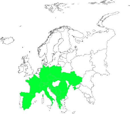 Agrostis rupestris