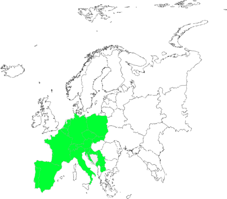 Thesium pyrenaicum