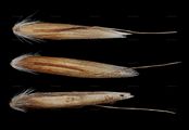 Wavy Hair-Grass - Avenella flexuosa (L.) Drejer