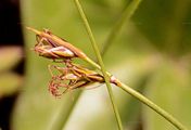 Stachelspitzige Segge - Carex mucronata All.