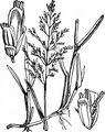 Whorl-Grass - Catabrosa aquatica (L.) P. Beauv.