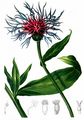 Berg-Flockenblume - Cyanus montanus (L.) Hill