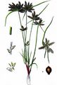 Yellow Galingale - Cyperus flavescens L.