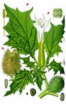 Blauer Stechapfel - Datura stramonium L. 