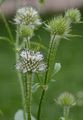 Small Teasel - Dipsacus pilosus L.