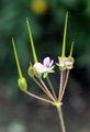 Gewöhnlicher Reiherschnabel - Erodium cicutarium (L.) L'Hér.