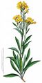 Goldlack - Erysimum cheiri (L.) Crantz