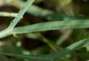 Longleaf - Falcaria vulgaris Bernh.