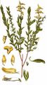 Deutscher Ginster - Genista germanica L.