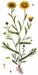 Saat-Wucherblume - Glebionis segetum (L.) Fourr. 