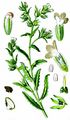 Bugloss - Lycopsis arvensis L.