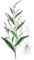 Wasserpfeffer - Persicaria hydropiper (L.) Delarbre